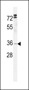 DC12 Antibody western blot of HL-60 cell line lysates (35 ug/lane). The DC12 antibody detected the DC12 protein (arrow).