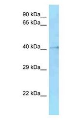 Hmces antibody Western Blot of Mouse Small Intestine. Antibody dilution: 1 ug/ml.
