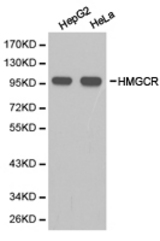 Western blot of extracts of various cell lines, using HMGCR antibody.