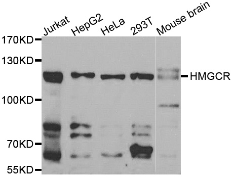 Western blot analysis of extracts of various cell lines, using HMGCR antibody.