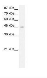 HepG2 Cell Lysate