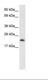 Placenta Lysate