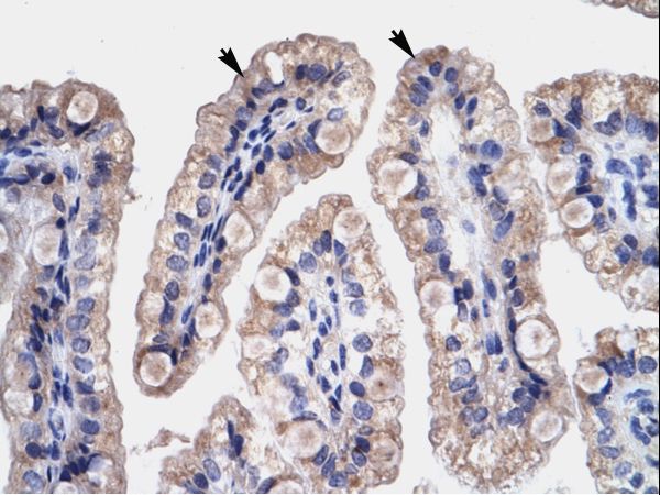 HMGB3 antibody LS-C31530 was used in IHC to stain formalin-fixed, paraffin-embedded human intestine.