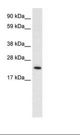 Placenta Lysate