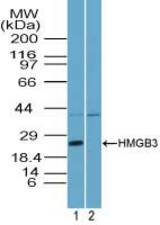 Western blot of HMGB3 in mouse placenta lysate in the 1) absence and 2) presence of immunizing peptide using LS-C148585 at3 ug/ml. Goat anti-rabbit Ig HRP secondary antibody, and PicoTect ECL substrate solution, were used for this test.