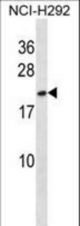 HMGB3 Antibody western blot of NCI-H292 cell line lysates (35 ug/lane). The HMGB3 antibody detected the HMGB3 protein (arrow).