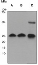 Western blot analysis on (A) 293T, (B) HeLa and (C) human placenta cell lysates using anti-Hmgb3 antibody (LS-B11156), dilution 1:5000.