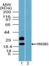 Western blot of HMGB3 in mouse placenta lysate in the 1) absence and 2) presence of immunizing peptide using LS-B7239 at 0.5 ug/ml. Goat anti-rabbit Ig HRP secondary antibody, and PicoTect ECL substrate solution, were used for this test.