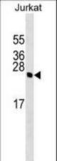 HMGB4 Antibody western blot of Jurkat cell line lysates (35 ug/lane). The HMGB4 antibody detected the HMGB4 protein (arrow).