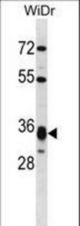 HMGCL Antibody western blot of WiDr cell line lysates (35 ug/lane). The HMGCL antibody detected the HMGCL protein (arrow).