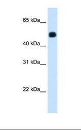 Fetal liver cell lysate. Antibody concentration: 1.25 ug/ml. Gel concentration: 12%.