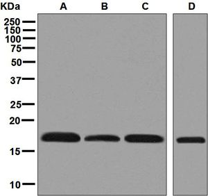 Western blot analysis on (A) SK-OV-3, (B) Caco-2, (C) BxPC-3, and (D) HepG2 cell lysates using anti-HMGA1 antibody.