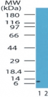 Western blot of HMGA1 in the 1) absence and 2) presence of immunizing peptide in human pancreas lysate using antibody at 1 ug/ml.