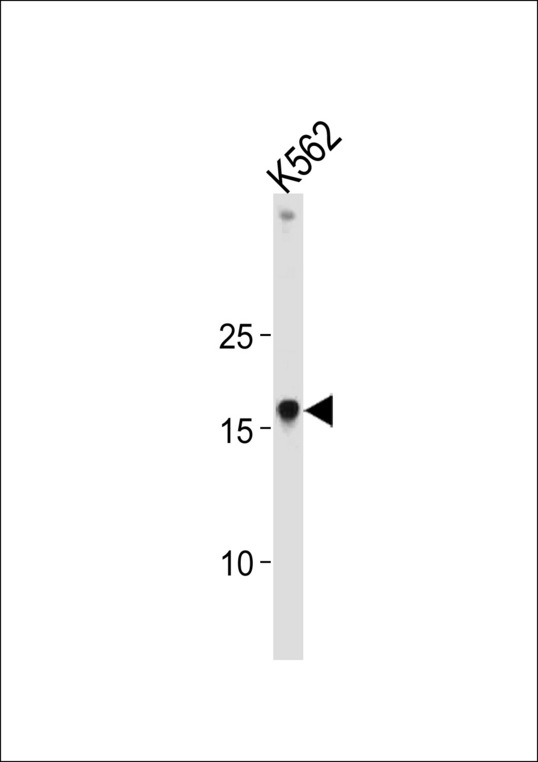 HMGA1 Antibody western blot of K562 cell line lysates (35 ug/lane). The HMGA1 antibody detected the HMGA1 protein (arrow).