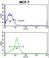HMGA1 Antibody flow cytometry of MCF-7 cells (bottom histogram) compared to a negative control cell (top histogram). FITC-conjugated goat-anti-rabbit secondary antibodies were used for the analysis.