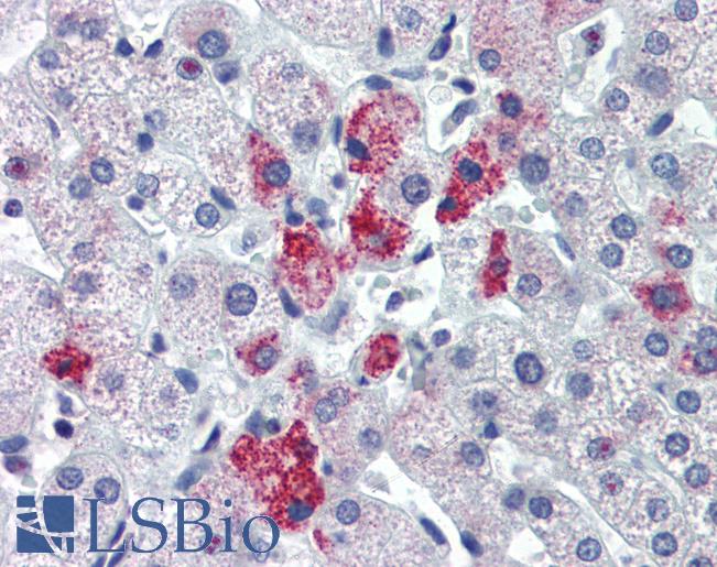 Anti-HMGN1 antibody IHC of human liver. Immunohistochemistry of formalin-fixed, paraffin-embedded tissue after heat-induced antigen retrieval. Antibody LS-B3496 concentration 5 ug/ml.