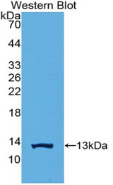 Western blot of recombinant HMGN1.