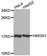 Western blot analysis of extracts of various cell lines, using HMGN1 antibody.