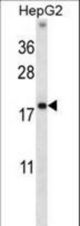 HMGN1 Antibody western blot of HepG2 cell line lysates (35 ug/lane). The HMGN1 antibody detected the HMGN1 protein (arrow).