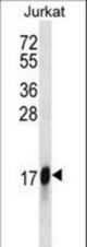 HMGN2 Antibody western blot of Jurkat cell line lysates (35 ug/lane). The HMGN2 antibody detected the HMGN2 protein (arrow).