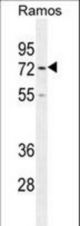 HMMR Antibody western blot of Ramos cell line lysates (35 ug/lane). The HMMR antibody detected the HMMR protein (arrow).