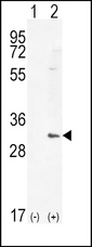 Western blot of HMOX1 (arrow) using rabbit polyclonal HMOX1 Antibody. 293 cell lysates (2 ug/lane) either nontransfected (Lane 1) or transiently transfected (Lane 2) with the HMOX1 gene.