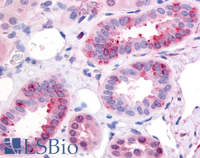 Anti-GPR1 antibody LS-A4234 IHC of human kidney. Immunohistochemistry of formalin-fixed, paraffin-embedded tissue after heat-induced antigen retrieval.