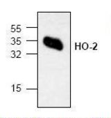 Western blot of HMOX2 / Heme Oxygenase 2 antibody LS-C48375.
