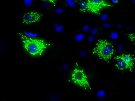 Anti-MTRF1L mouse monoclonal antibody immunofluorescent staining of COS7 cells transiently transfected by pCMV6-ENTRY MTRF1L.