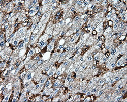 IHC of paraffin-embedded liver tissue using anti-MTRF1L mouse monoclonal antibody. (Dilution 1:50).