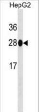 HNMT Antibody western blot of HepG2 cell line lysates (35 ug/lane). The HNMT antibody detected the HNMT protein (arrow).