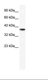 Daudi Cell Lysate