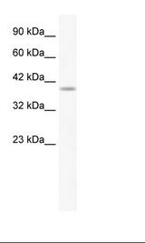 Daudi Cell Lysate