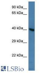 HMX3 antibody Western Blot of Mouse Heart. Antibody dilution: 1 ug/ml.