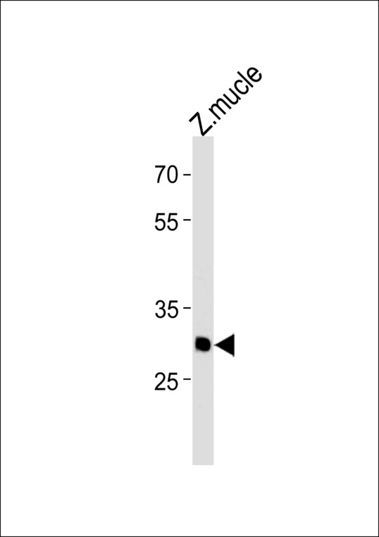 DANREhmx3 Antibody western blot of zebra fish muscle tissue lysates (35 ug/lane). The DANREhmx3 antibody detected the DANREhmx3 protein (arrow).