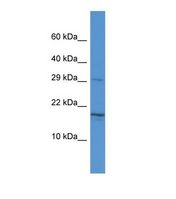 Western blot of Human HeLa. HN1 antibody dilution 1.0 ug/ml.