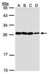 Sample(30 ug whole cell lysate). A: A431. B: H1299. C: HeLa S3. D: Hep G2. 12% SDS PAGE. HN1 antibody diluted at 1:1000.