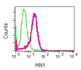 Flow cytometry of permeabilized HeLa cells using anti-HN1 antibody (red)or a rabbit IgG (negative) (green).