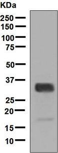 Western blot analysis on HL-60 cell lysate using anti-ELANE / Neutrophil Elastase antibody.