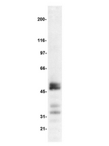 WB: Jurkat cell lysate probed with anti-TCF-1 at 1g/ml