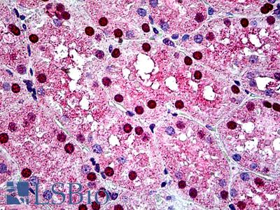 Anti-HNF1A / TCF1 antibody IHC of human kidney. Immunohistochemistry of formalin-fixed, paraffin-embedded tissue after heat-induced antigen retrieval. Antibody LS-B5116 concentration 3.75 ug/ml.
