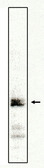 Western blot of anti-TCF-1 clone 7H3 antibody at 1 ug/ml on Jurkat cell lysates.