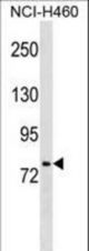 HNF1A Antibody (Ascites)western blot of NCI-H460 cell line lysates (35 ug/lane). The HNF1A antibody detected the HNF1A protein (arrow).