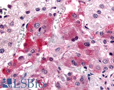 Anti-GPR108 antibody LS-A4945 IHC of human adrenal, medulla. Immunohistochemistry of formalin-fixed, paraffin-embedded tissue after heat-induced antigen retrieval.
