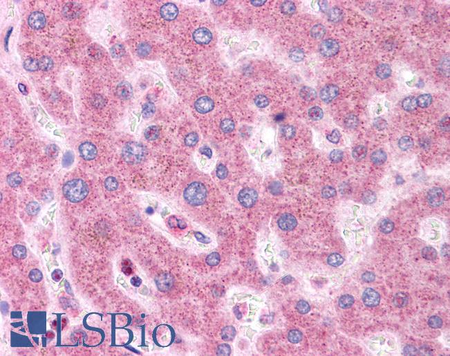 Anti-HNF1A / TCF1 antibody IHC of human liver. Immunohistochemistry of formalin-fixed, paraffin-embedded tissue after heat-induced antigen retrieval. Antibody LS-B4676 concentration 5 ug/ml.