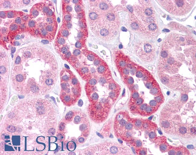 Anti-HNF1A / TCF1 antibody IHC of human kidney. Immunohistochemistry of formalin-fixed, paraffin-embedded tissue after heat-induced antigen retrieval. Antibody LS-B4676 concentration 5 ug/ml.