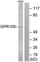 Western blot of extracts from A549 cells, using GPR108 Antibody. The lane on the right is treated with the synthesized peptide.
