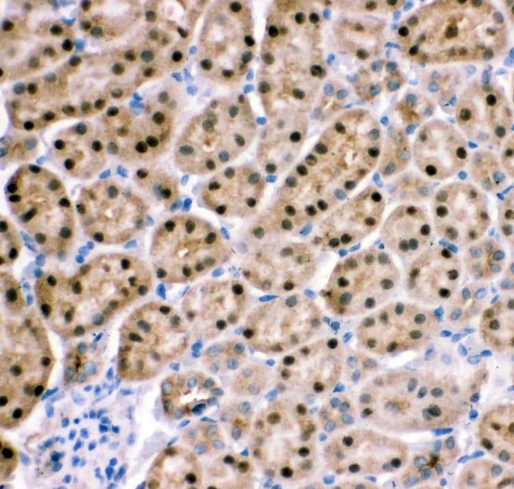 HNF-4-alpha antibody IHC-paraffin: Mouse Kidney Tissue.