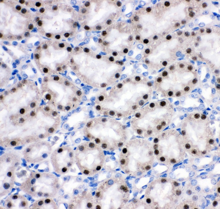 HNF-4-alpha antibody IHC-paraffin: Rat Kidney Tissue.