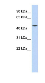 HNF4A / HNF4 antibody LS-C111045 Western blot of HeLa lysate.
